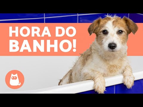 Vídeo: Com Que Frequência Você Deve Lavar Seu Cachorro