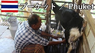 タイ旅2019その17　プーケットの自転車ツアー2　ヤギ農場とラヤンビーチと昼ごはん【無職旅】【旅行記】