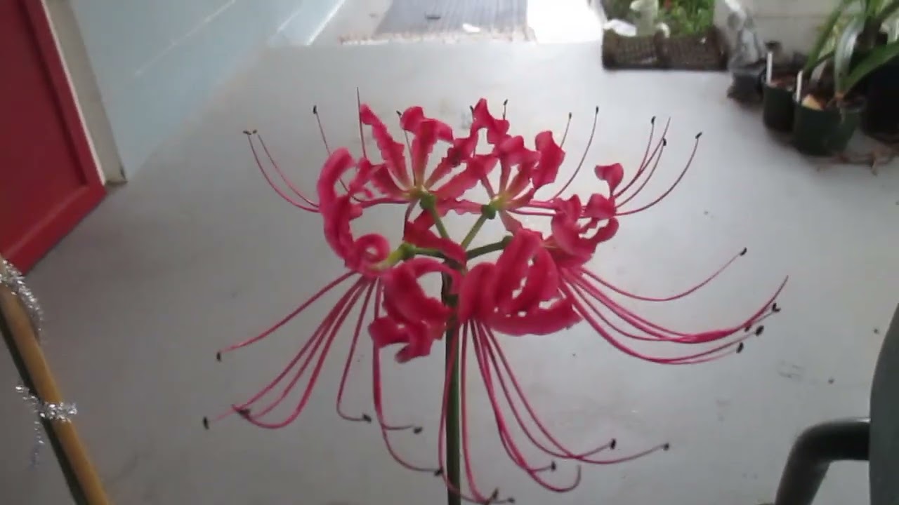 Red Spider Lily Heirloom Bulbs - Lycoris Radiata Hurricane Lilies, Naked  Lady