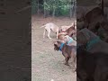 Monster Nash Zoomies