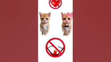 How does ignoring work? Explain with Kitties