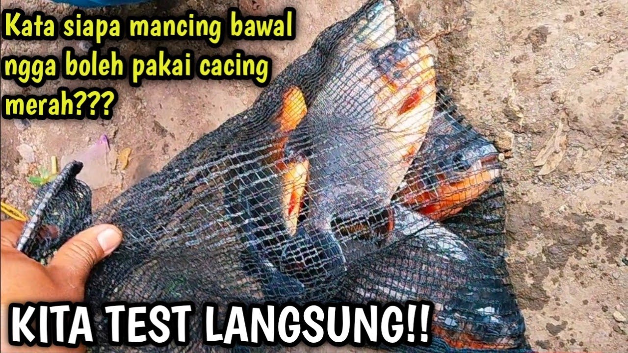 SALAH BESAR!!! Kalo ada yg bilang mancing bawal jangan pakai cacing merah, TEST LANGSUNG! 
