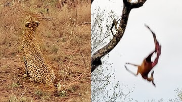Leopard Cub Drops Whole Impala on Mom