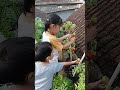 Panen Ala Adiba dan Baim Dikebun atas Loteng 🏡💚 #berkebun #kebunsayur #urbanfarming