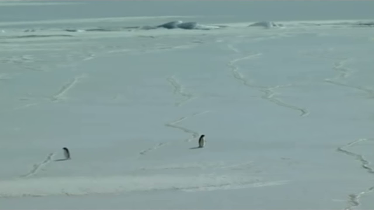 Existentialism and a Penguin