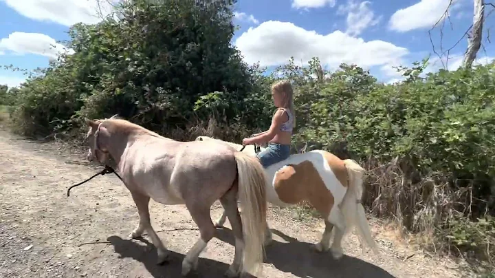 Skipper 6 yr old miniature gelding