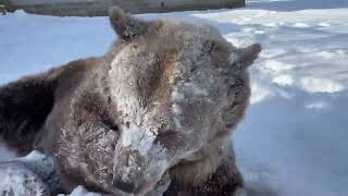 Male syrian brown bear vs female kodiak bear! (Read description) by Orphaned Wildlife Center 2,991 views 1 month ago 1 minute, 35 seconds