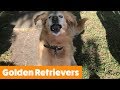 The Funniest and Cutest Golden Retrievers | Funny Pet Videos