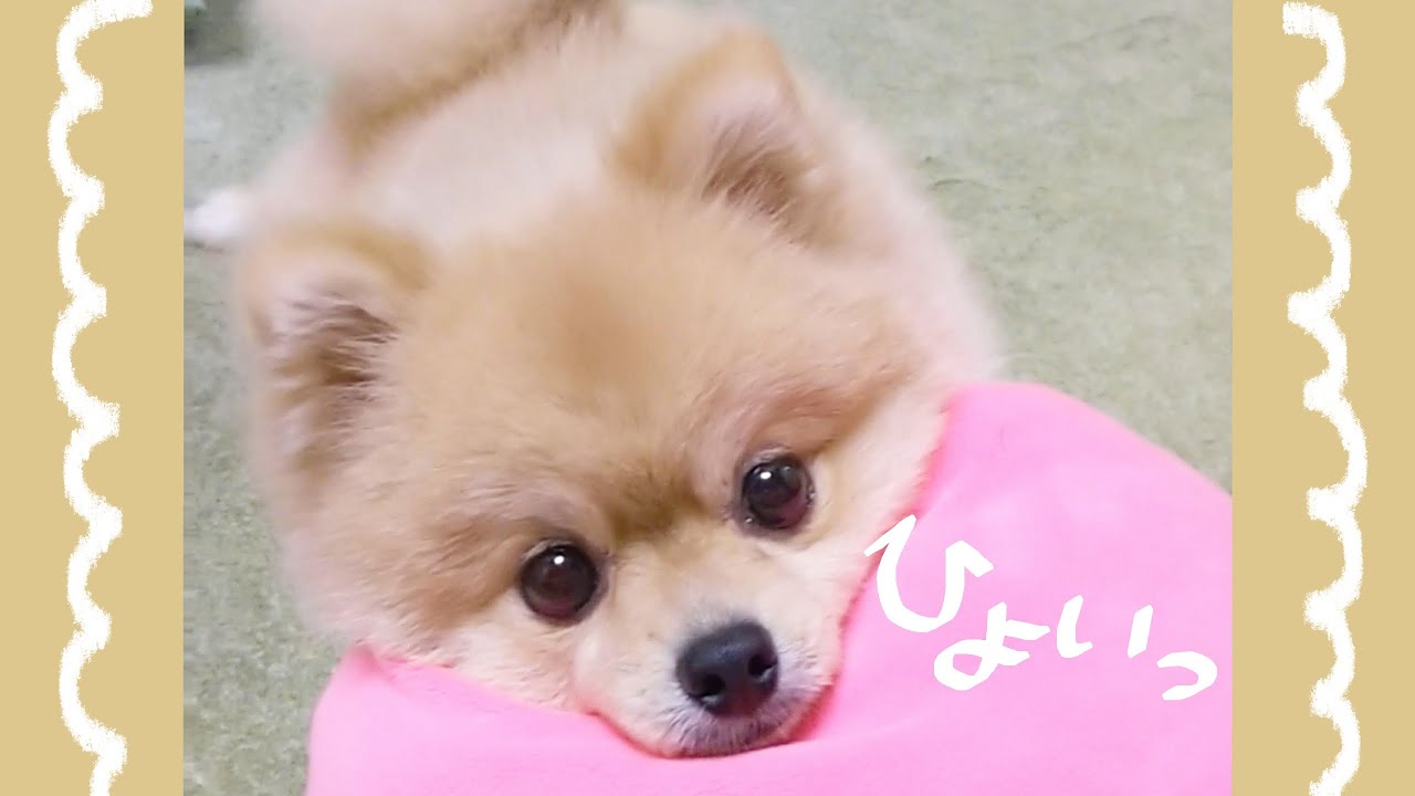 かわいすぎる特技 あご ポメラニアン はる 犬 ショートムービー Youtube