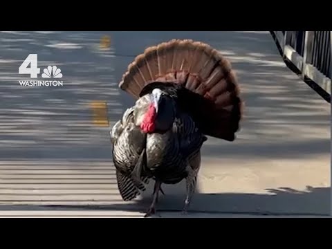 Wild Turkey Attacks People on DC Trail | NBC4 Washington