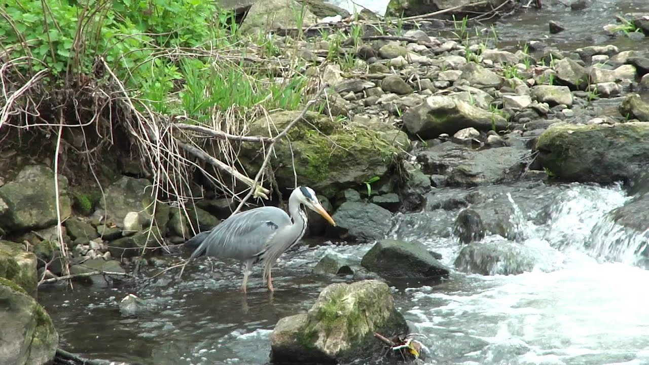 Graureiher am Fluss Alzette-Uelzecht, gefilmt von der Stierchenbrücke in Luxemburg