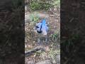 Blue Jay Way