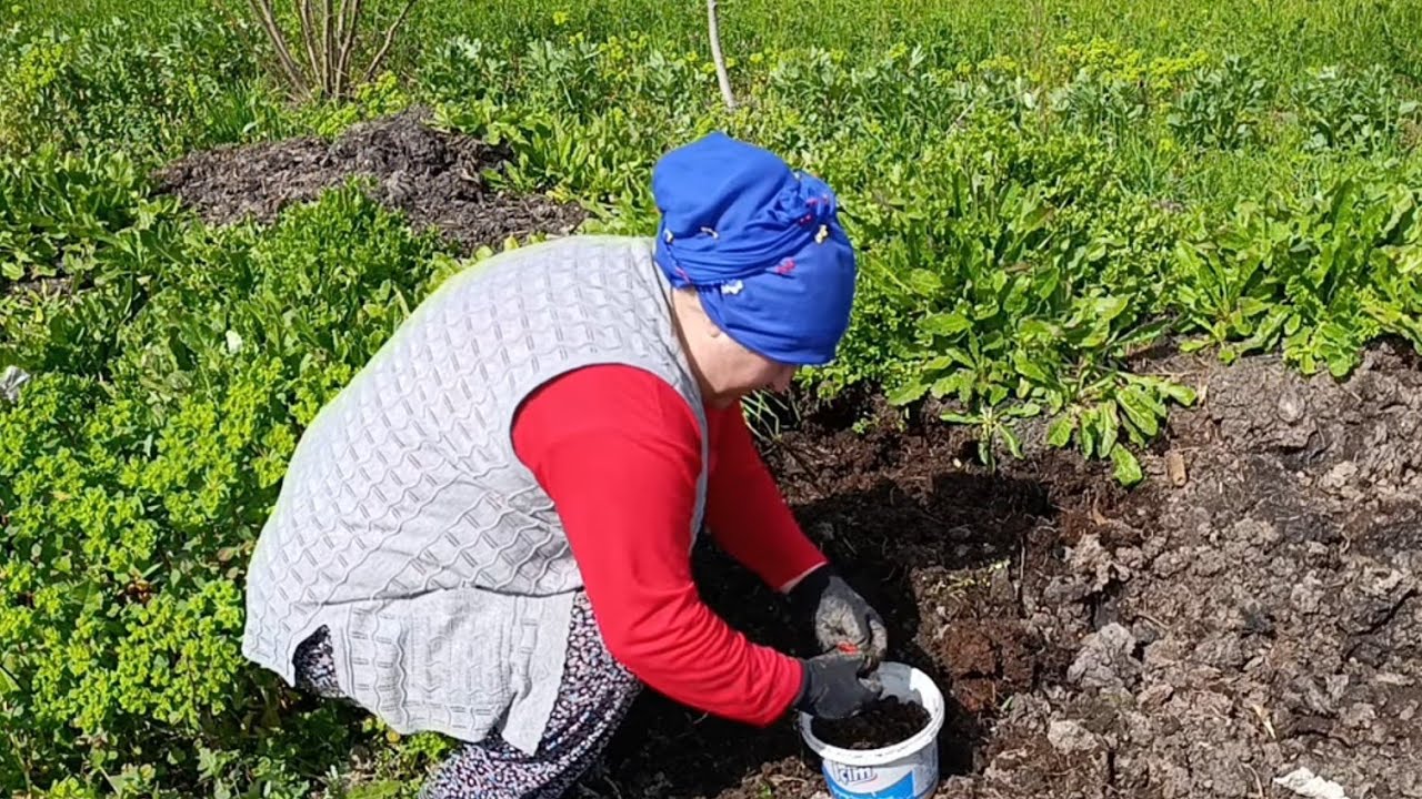 NEYİ NEYDEN KORUYACAĞIMI  ŞAŞIRDIM NE BU BÖYLE 😱 BİBER TOHUMLARINI EKTİM#keşfet #koyvlog 