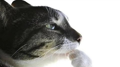 Tugas Informatika Vlog Kelas IX A, MtsN 2 Mataram