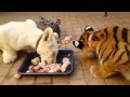 A tiger and a lion and a jaguar all eating together