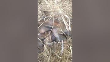 sóc con kêu gọi mẹ mp4.