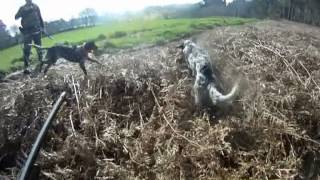 Full FAISANES CON SETTER INGLES Guide