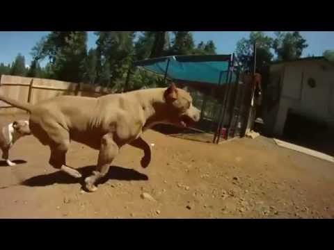 Ето това е питбул ! Extreme pitbulls