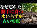 20 年間も自ら水をやる「怠け者の」庭 — なぜ私たちはそれを忘れてしまったのか? | ガーデニング | 栽培 | 雑草対策