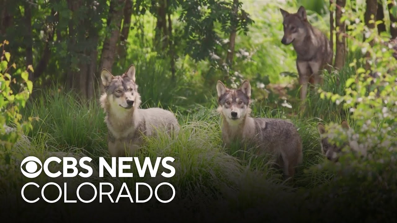 Future of gray wolves in Colorado uncertain as Washington state denies request for more