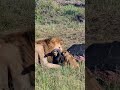 Father And Cub Meal #Wildlife | #ShortsAfrica #DiscoverMyAfrica