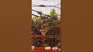 branjangan belajar hovering lagu tajamm bos