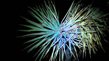 Joshua Tree // high desert plant