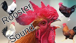 Rooster crowing sounds Effect | Roosters crowing loudly | Rooster sound with ambience by Realistic Animal Sounds 555 views 3 months ago 58 seconds