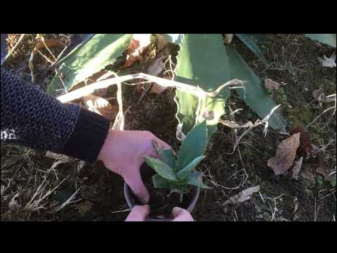 Vidéo: Propagation de l'agave - Comment faire pousser de l'agave à partir de chiots, de boutures ou de graines