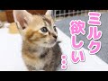 全くご飯を食べてくれない子猫2匹とたくさん向き合います！
