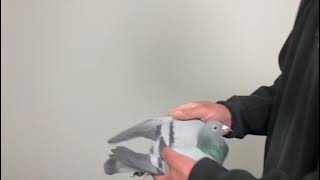 Geraldine 306 Box 10 hen