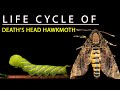 LIFE CYCLE OF DEATH'S HEAD HAWK MOTH (Acherontia styx)