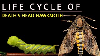 LIFE CYCLE OF DEATH'S HEAD HAWK MOTH (Acherontia styx)