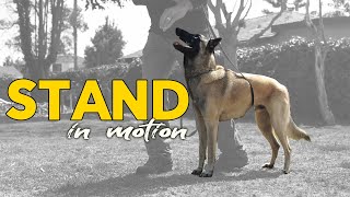 STAND in Motion  Dog Training and Obedience