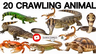 20 रेंगने वाले जीवों के नाम | 20 Crawling Animal name for kids