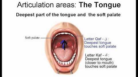 Tajweed in English - Introduction to the makharij (points of articulations)