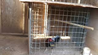 Echandole de comer a los gallos de un amigo