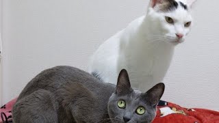 猫たちの気まぐれご飯ライブ配信