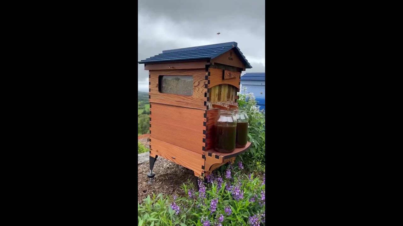 Flow Office Honey Harvest 