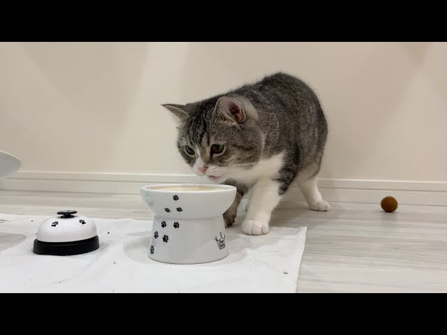 猫に果物ネットをかぶせてみたら反応が…www - YouTube