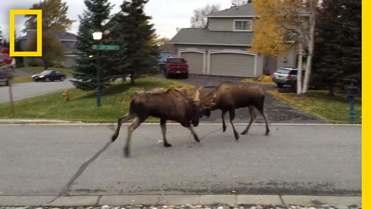 The heads of moose living on a Michigan island are shrinking