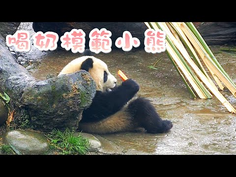 《熊貓早晚安》聽說喝盆盆奶獎勵紅蘿蔔？| iPanda熊貓頻道
