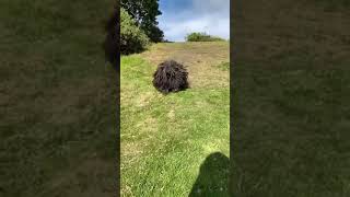 A Hungarian puli, known for its long, corded coat  The Dreadlock Dog