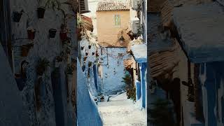シャウエン・ブルー散歩 #cat #travel #ショート #人生を楽しむ #vacation #シニアライフ #散歩#morocco