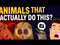 Animal That Actually Do This?