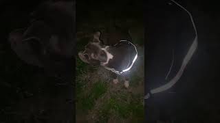 Paw Life Blue Staffy Staffordshire Terrier