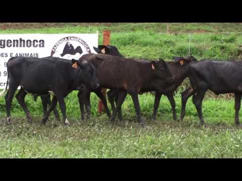 LOTE 25
