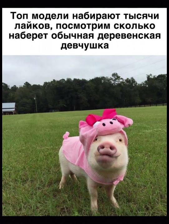 Свинья смешная
