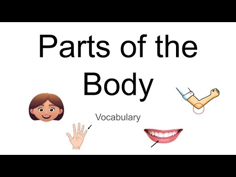 Parts of the Body - ESL | Adult Education | Vocabulary in English