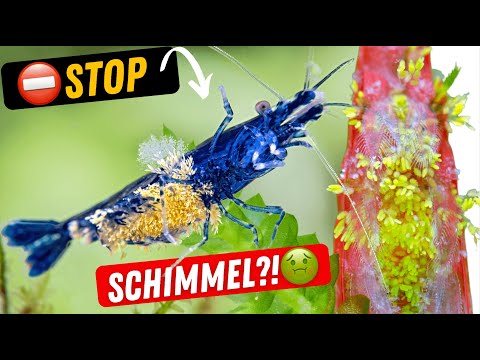 Video: Warum ist Malachitgrüne Sporen gefärbt?
